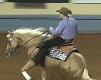 western-riding-quarter-horse