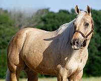 working-cow-quarter-horse