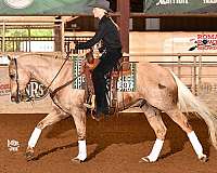 palomino-quarter-horse-gelding