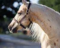 working-cattle-quarter-horse