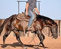 calf-roping-quarter-horse