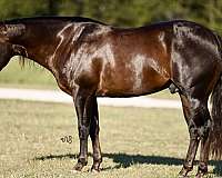 athletic-quarter-horse