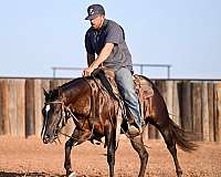 husband-safe-quarter-horse