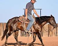 ranch-versatility-quarter-horse