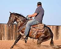 reining-quarter-horse