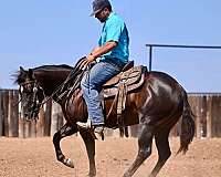 roping-quarter-horse