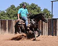 western-riding-quarter-horse