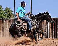 working-cow-quarter-horse