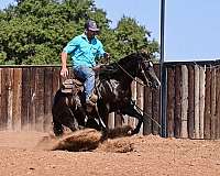 brown-quarter-horse-gelding