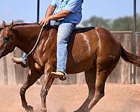 calf-roping-quarter-horse