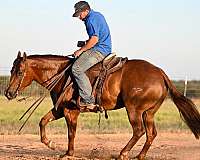 husband-safe-quarter-horse