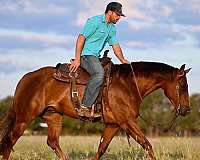 ranch-versatility-quarter-horse