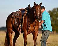 reining-quarter-horse