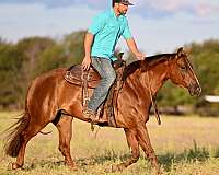 roping-quarter-horse