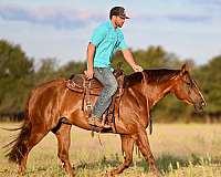 trail-riding-quarter-horse