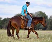 western-riding-quarter-horse