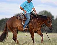 working-cattle-quarter-horse