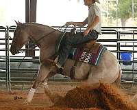 cowboy-mounted-shooting-quarter-horse