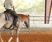 husband-safe-quarter-horse