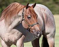 ranch-versatility-quarter-horse