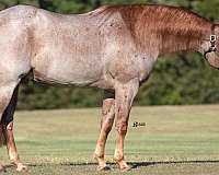 reining-quarter-horse