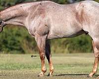 roping-quarter-horse