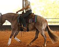 show-quarter-horse