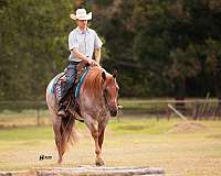 trail-riding-quarter-horse