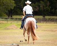 team-penning-quarter-horse