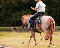 western-riding-quarter-horse