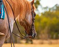 working-cow-quarter-horse