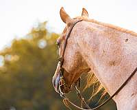 working-cattle-quarter-horse