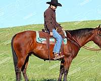 husband-safe-quarter-horse