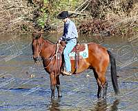 ranch-versatility-quarter-horse