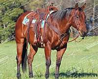 show-quarter-horse