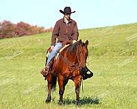 trail-riding-quarter-horse