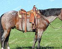 athletic-quarter-horse