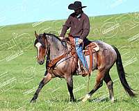 husband-safe-quarter-horse