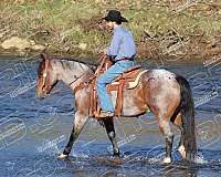 parade-quarter-horse