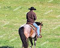 ranch-versatility-quarter-horse