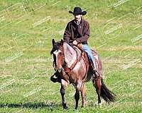 ridden-english-quarter-horse