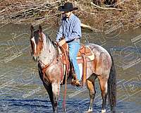 ridden-western-quarter-horse