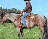 roping-quarter-horse