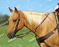 athletic-quarter-horse