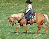 ranch-versatility-quarter-horse