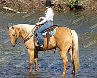 ridden-english-quarter-horse