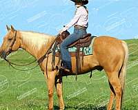 ridden-western-quarter-horse