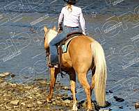 roping-quarter-horse