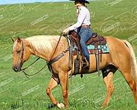 trail-riding-quarter-horse