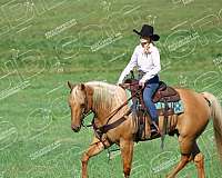 working-cattle-quarter-horse